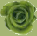 greenRose.gif